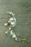 Blackcottonwood seed pods, fallen