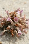 Sand-dune Broomrape