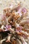 Sand-dune Broomrape blossoms