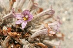 Sand-dune Broomrape blossom