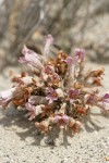 Sand-dune Broomrape