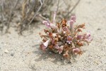 Sand-dune Broomrape