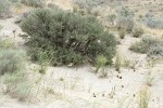 Sand-dune Broomrape on sand around Big Sagebrush