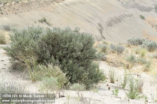 Orobanche ludoviciana; Artemisia tridentata