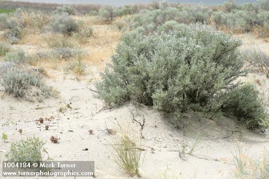 Orobanche ludoviciana; Artemisia tridentata