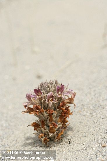 Orobanche ludoviciana