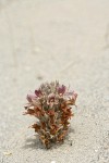 Sand-dune Broomrape