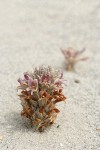 Sand-dune Broomrape