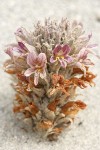 Sand-dune Broomrape