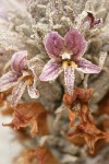 Sand-dune Broomrape blossoms