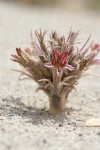 Sand-dune Broomrape