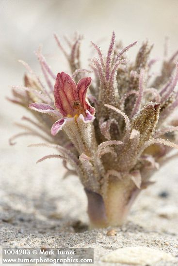 Orobanche ludoviciana