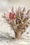 Sand-dune Broomrape