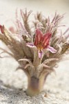 Sand-dune Broomrape