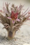 Sand-dune Broomrape