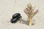 Pair of beetles beside Sand-dune Broomrape