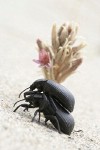 Pair of beetles beside Sand-dune Broomrape