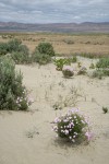 Longleaf Phlox on sand dune among Big Sagebrush w/ Saddle Mountain bkgnd