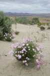 Longleaf Phlox on sand dune among Big Sagebrush