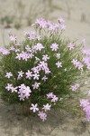 Longleaf Phlox