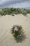 Longleaf Phlox on sand dune