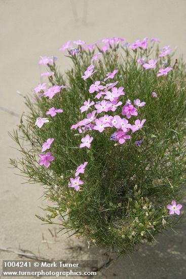 Phlox longifolia