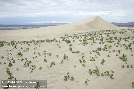 Rumex venosus