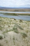 Grasses on sand dune overlooking Hanford Reach of Columbia River