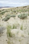 Grasses on sand dune