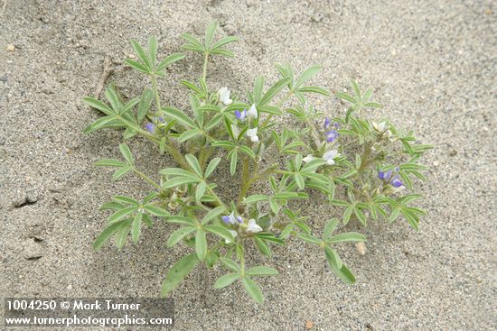 Lupinus pusillus var. intermontanus