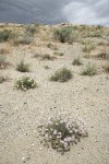 Threadleaf Fleabane