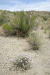 Threadleaf Fleabane