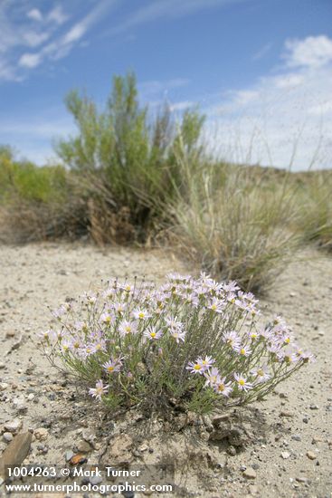 Erigeron filifolius