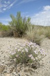 Threadleaf Fleabane