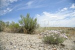 Threadleaf Fleabane