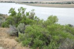 Greasewood w/ Hanford Reach of Columbia River bkgnd