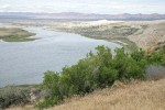 Greasewood w/ White Bluffs, Hanford Reach of Columbia River bkgnd