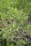 Greasewood blossoms & foliage