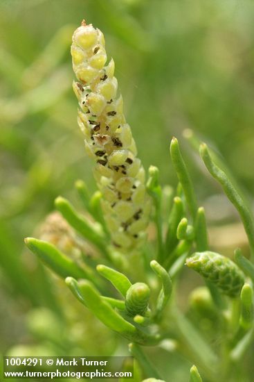 Sarcobatus vermiculatus