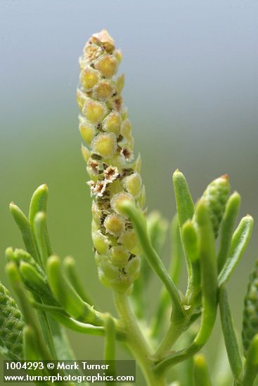 Sarcobatus vermiculatus