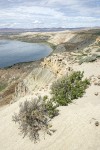 Greasewood on sandy cliff above Hanford Reach of Columbia River