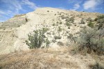 Greasewood & Big Sagebrush on sandy cliff above Hanford Reach of Columbia River [pan 1 of 7]