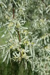 Russian Olive blossoms & foliage