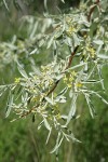 Russian Olive blossoms & foliage