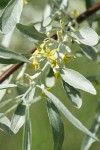 Russian Olive blossoms & foliage