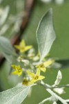 Russian Olive blossoms & foliage detail