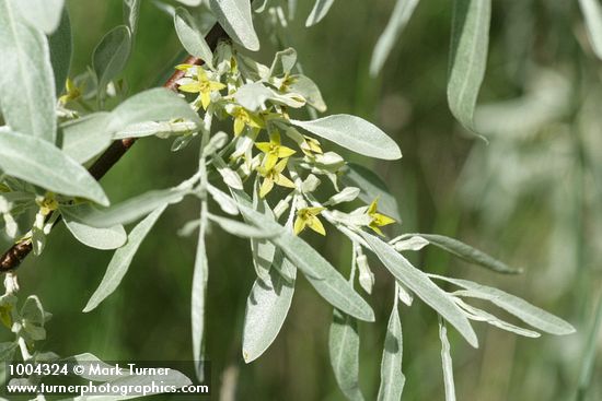 Elaeagnus angustifolia