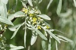 Russian Olive blossoms & foliage