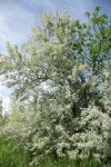 Russian Olive