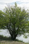 White Mulberry on Columbia River shore